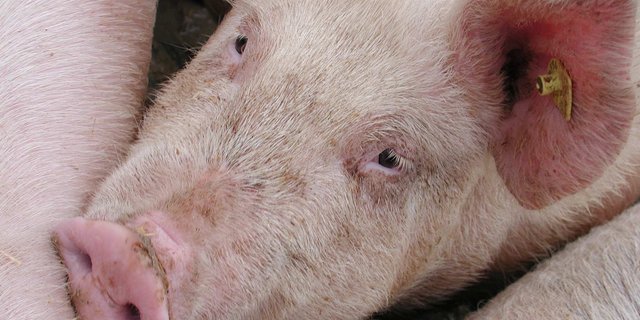 Damit das Vertrauen in die Schweizer Schweinefleischproduktion nicht verloren geht, handelt jetzt Suisseporcs: mit Suis sano. (Bild BauZ)