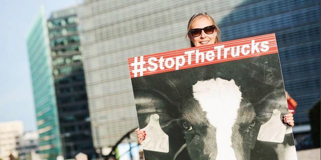 Über eine Million Unterschriften gegen Tiertransporte wurden in Brüssel übergeben. (Bild François de Ribaucourt)