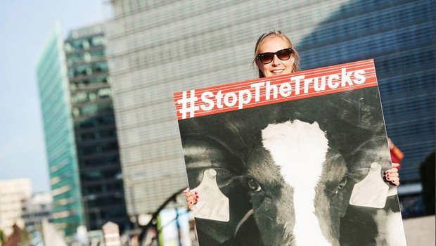Über eine Million Unterschriften gegen Tiertransporte wurden in Brüssel übergeben. (Bild François de Ribaucourt)