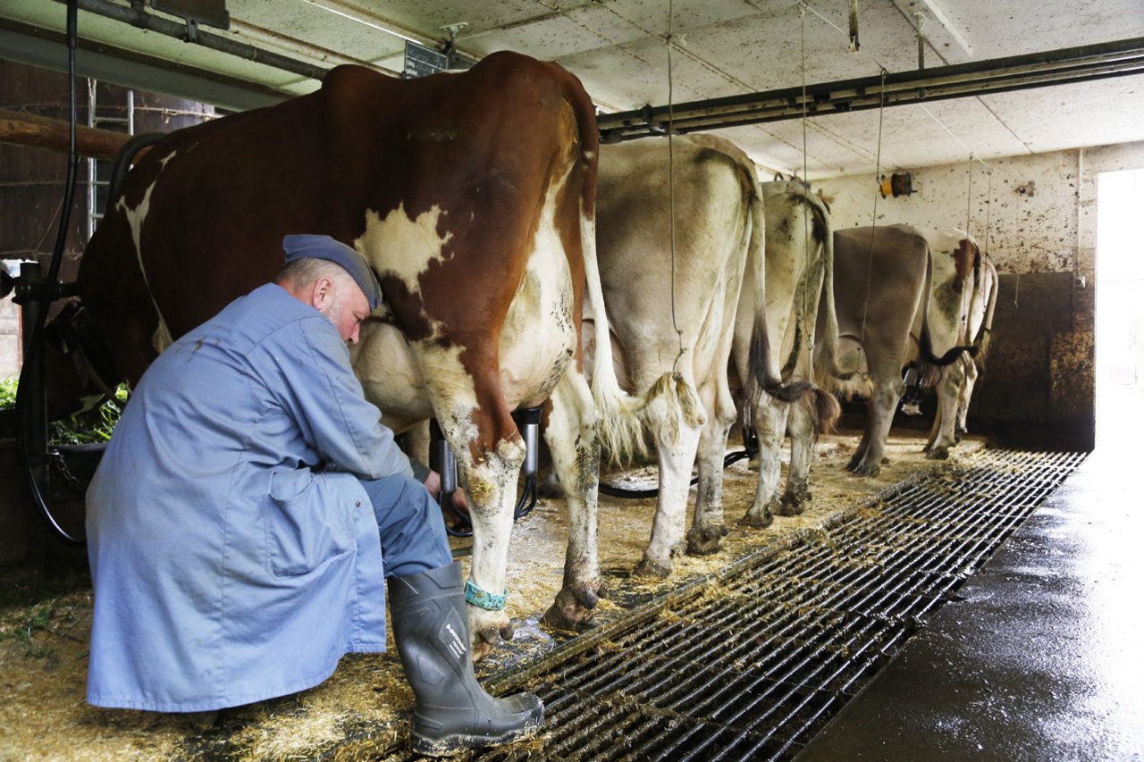6'500 kg Milch geben Christian Kohlers Kühe im Durchschnitt pro Laktation.