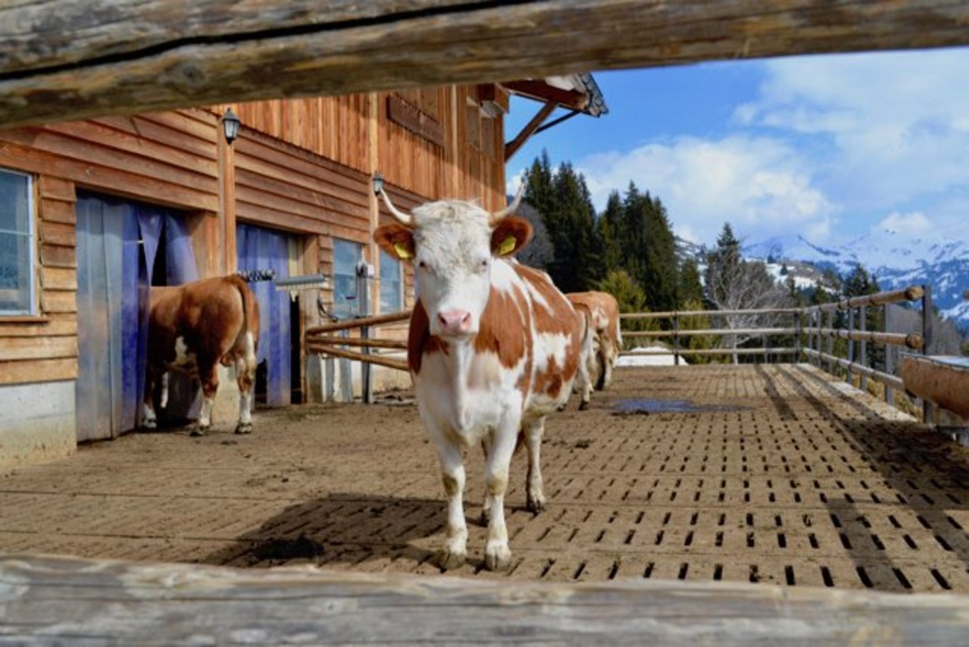 Die Hinterwälder-Kühe von Familie Grünig geniessen eine schöne Aussicht. (Bilder jba)