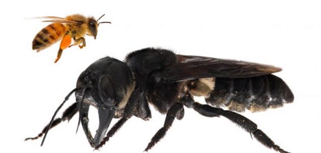 So sieht die Riesenbiene aus. (Bild Golbal Wildlife Conservation)