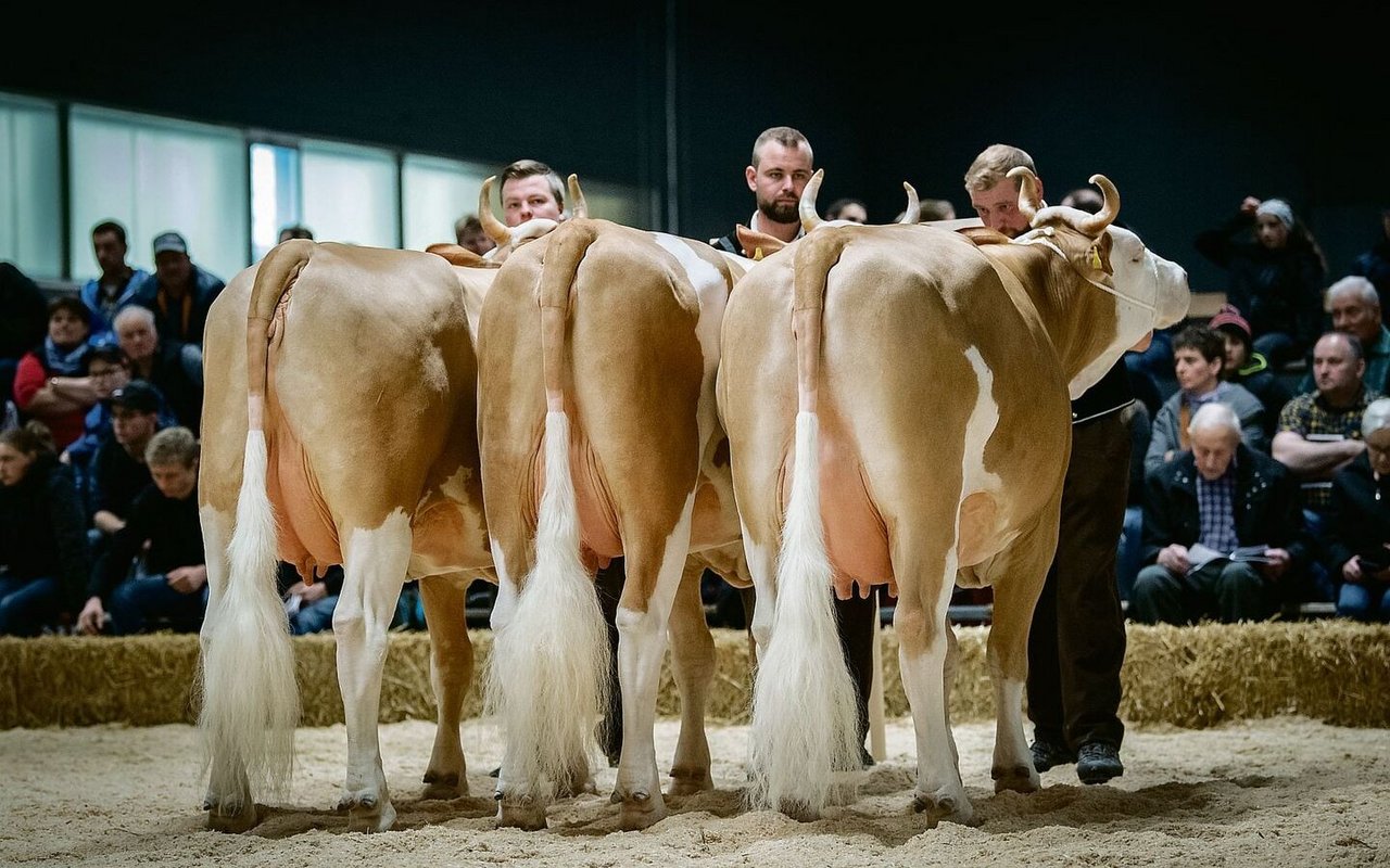 Wie aus einem Guss: die Züchtercup-Siegergruppe der Simmentaler von Familie Schmied aus Guggisberg BE. Sie ging mit Mauro-Calona, Unetto-Camilla sowie Cremo Ameise ins Rennen.