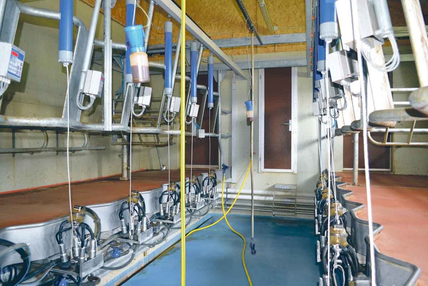 In dem 2x6-Fischgräten-Melkstand werden die Kühe von hinten gemolken. (Bild Peter Fankhauser)