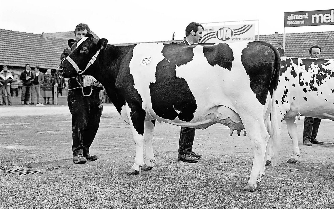 Die Holstein-Siegerkuh von 1980: Douane von den Gebrüdern Oberson aus Giffers. 1982 wiederholte Douane ihren Triumph noch einmal. 