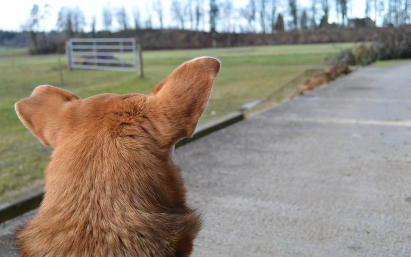 Das Virus verbreitete sich zurzeit hauptsächlich von Mensch zu Mensch. Ein Ansteckungsrisiko von Tieren könne momentan aber nicht vollständig ausgeschlossen werden. (Bild asa)