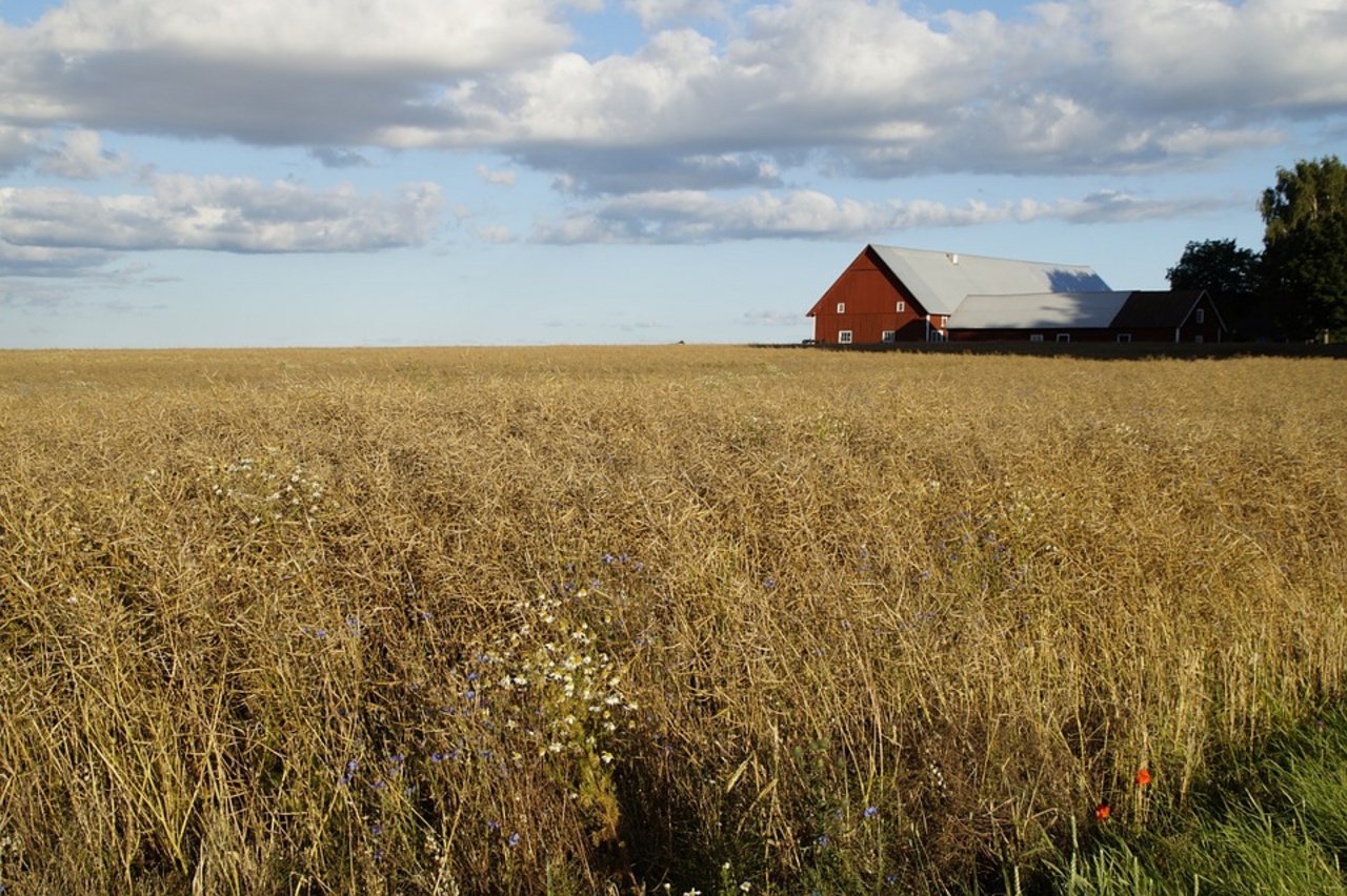 Getreidefeld in Schweden: Die diesjährige Ernte fiel dürrebedingt schwach aus. (Bild Pixabay)