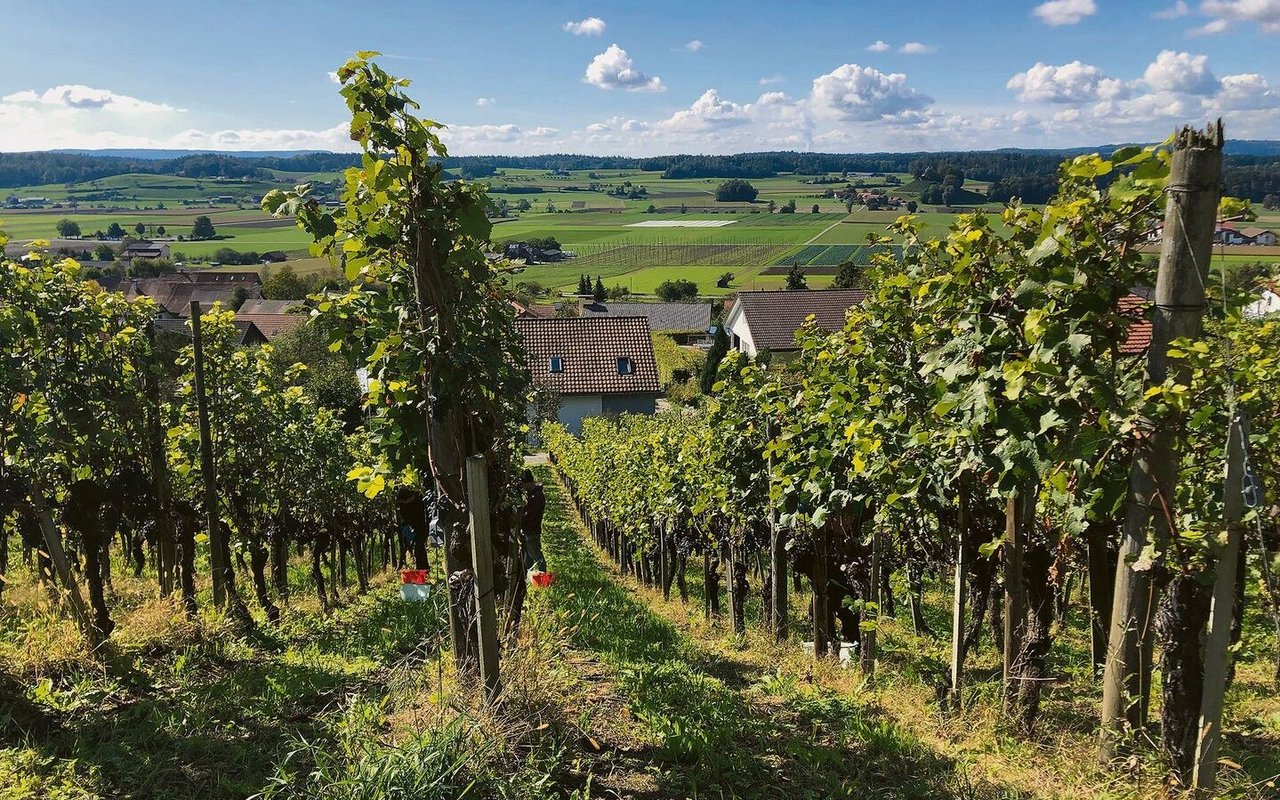 Die neuen, umweltschonenderen Anforderungen betreffen auch den Weinbau.