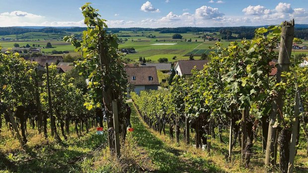 Die neuen, umweltsch Die neuen, umweltschonenderen Anforderungen betreffen auch den Weinbau.