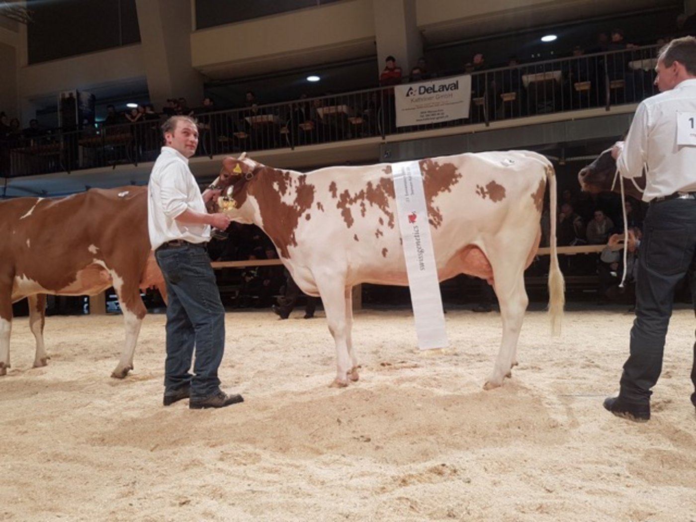 Stareuter-Kuh der SI und SF: Lisette von Urs Krummenacher, Gohl.