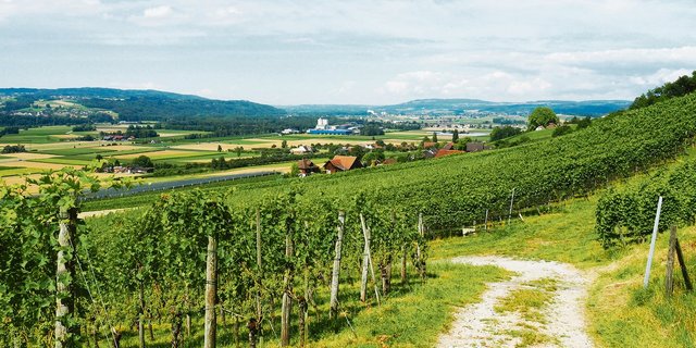 Das Rebbaugebiet am Südhang des Ottenbergs umfasst eine Anbaufläche von beachtlichen 65 Hektaren. Das Bild zeigt den Blick vom Weinweg auf das Thurtal.(Bilder Christian Weber)