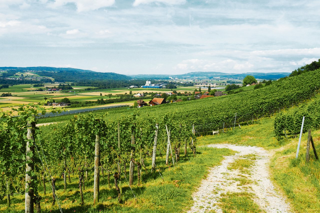Das Rebbaugebiet am Südhang des Ottenbergs umfasst eine Anbaufläche von beachtlichen 65 Hektaren. Das Bild zeigt den Blick vom Weinweg auf das Thurtal.(Bilder Christian Weber)
