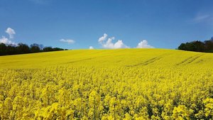 Gelingt der Anbau, präsentiert sich der Raps in einheitlicher Blüte und erfreut so manch Auge und Insekt.