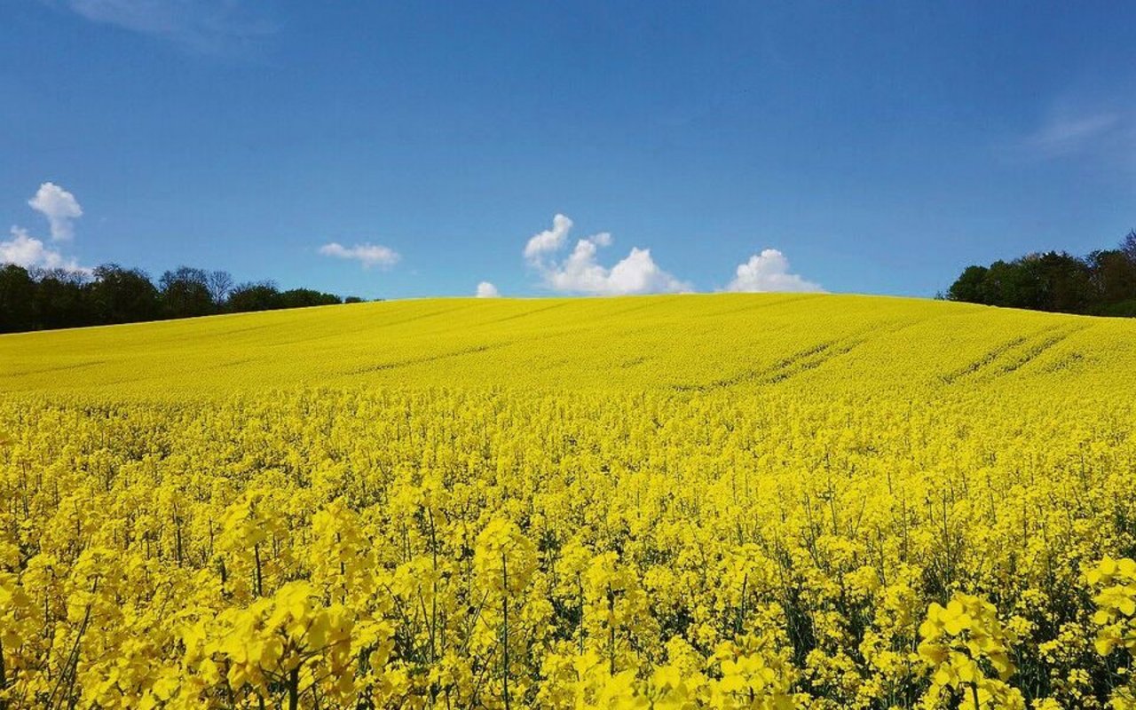 Gelingt der Anbau, präsentiert sich der Raps in einheitlicher Blüte und erfreut so manch Auge und Insekt.