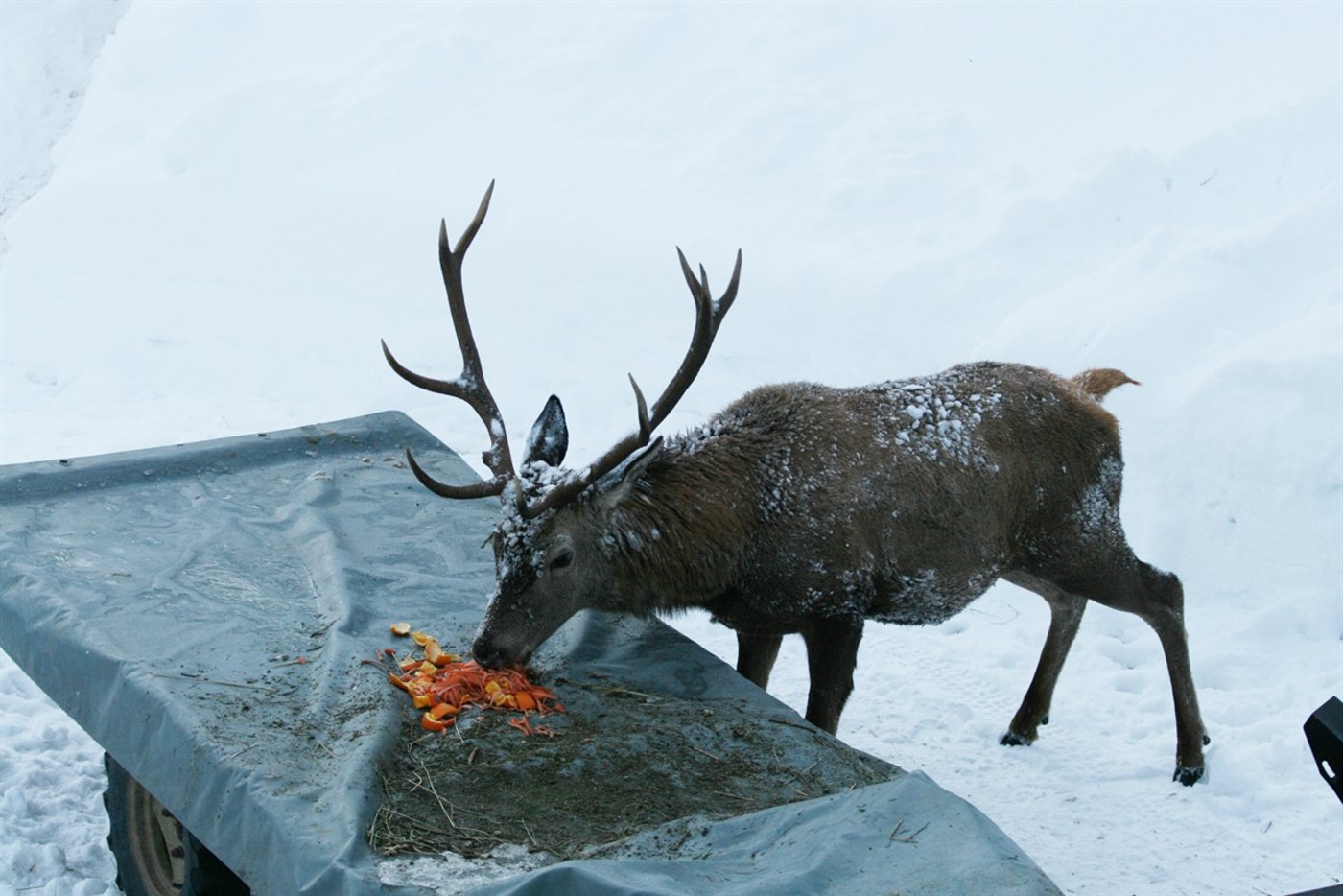 Wildtierfütterungen gefährden die Tiere und können sie sogar töten. 