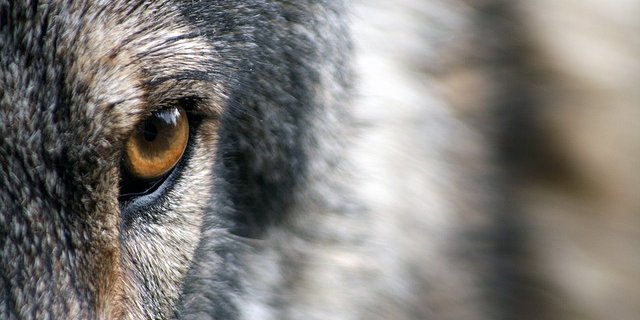 Der Wolf ist nicht der beste Freund des Bauern. (Bild pixabay)