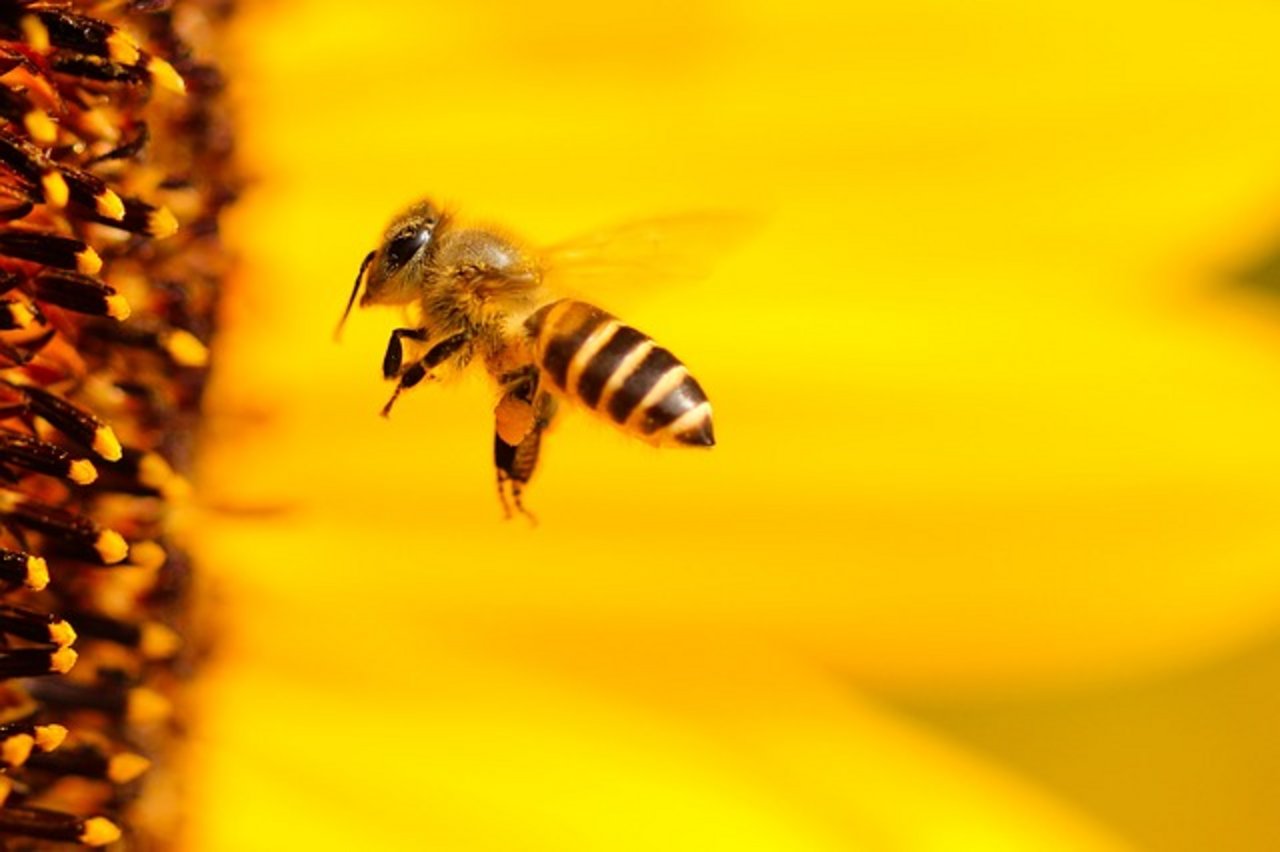 "Es braucht einen ambitionierteren Plan vorlegt, wie man Bienen besser schützen kann", erklärte der gesundheitspolitische Sprecher der Konservativen im EU-Parlament, Peter Liese. (Symbolbild Pixabay)