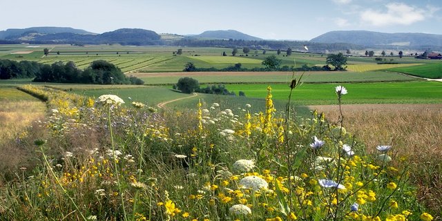 Blühstreifen bieten Lebensräume für natürliche Feinde von Schädlingen und für Bestäuber. (Bild Gabriela Brändle/Agroscope)