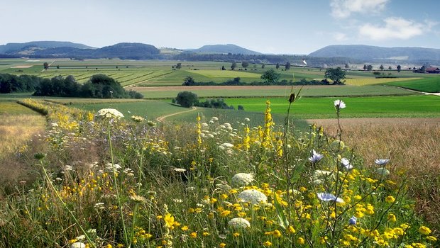 Blühstreifen bieten Lebensräume für natürliche Feinde von Schädlingen und für Bestäuber. (Bild Gabriela Brändle/Agroscope)