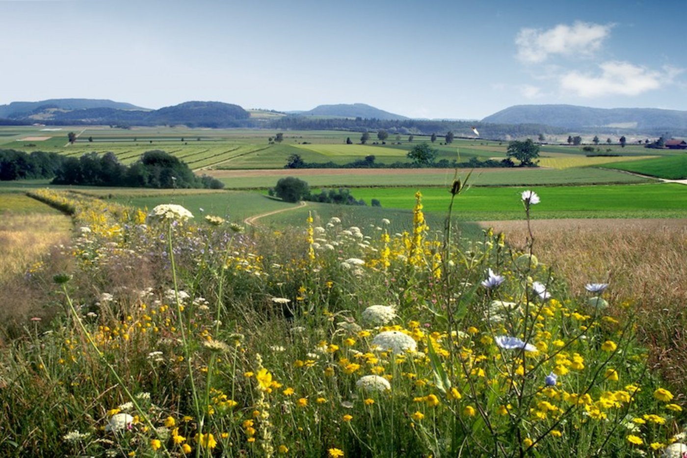 Blühstreifen bieten Lebensräume für natürliche Feinde von Schädlingen und für Bestäuber. (Bild Gabriela Brändle/Agroscope)