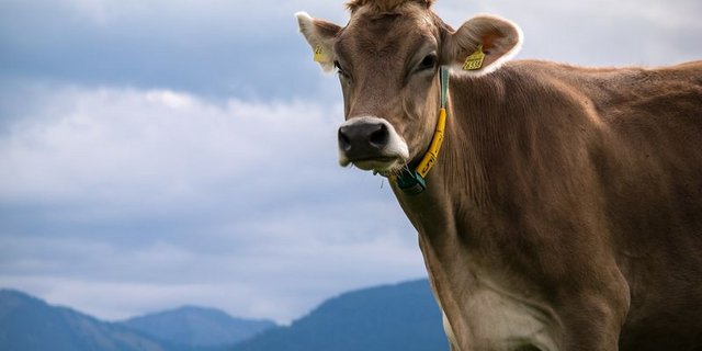 Um der Lage Herr zu werden, wird die Gründung einer Branchenorganisation Milch in Deutschland gefordert. (Bild PIxabay)