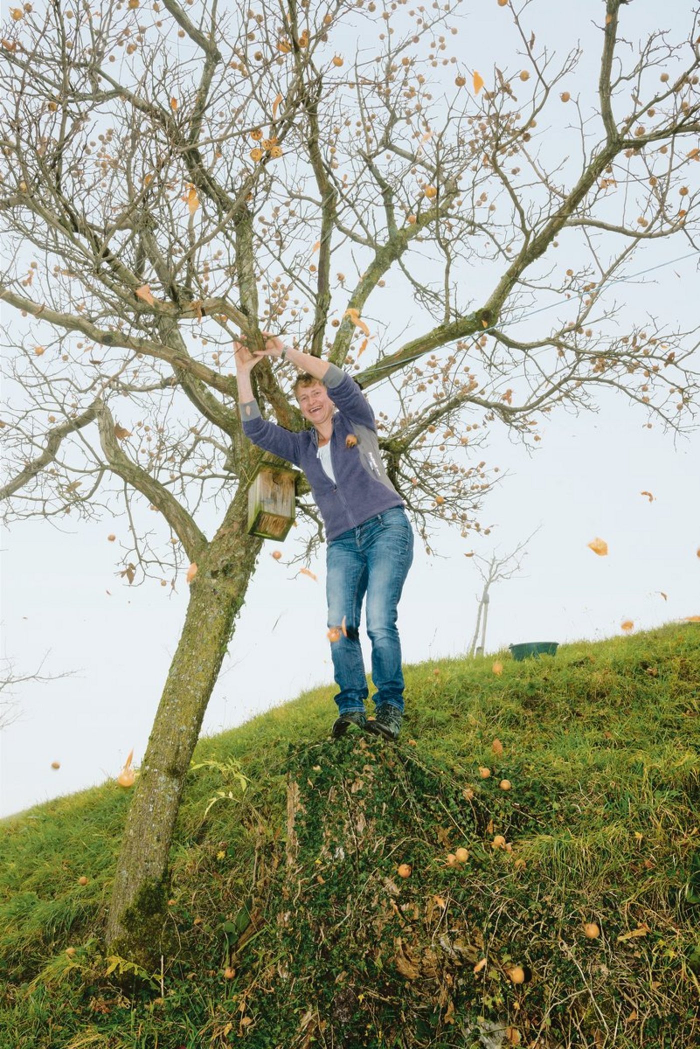 Claudia Gander und ihre Familie ernten jedes Jahr 500 Kilogramm Mispeln, die die Bäuerin dann zu Gelee verarbeiten lässt. Damit kann sie den regionalen Bedarf an Mispel-Gelee eines ganzen Jahres abdecken. (Bilder Miriam Kolmann)