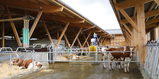 Davon ausgehend, dass Milchkühe künftig noch weiter wachsen, sollte Liegeboxen schon jetzt genügend gross geplant werden. (Bild ji)