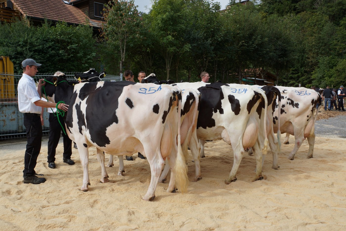 ... bei den Kühen ab der 6. Laktation.