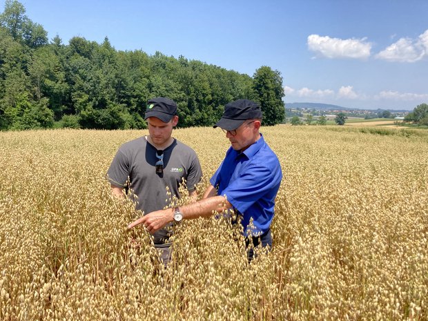 Fenaco führt Vertragsanbau für Hafer ein Die Fenaco möchte den Haferanbau fördern und lässt ihn ab 2022 im Vertrag anbauen. Im Bild: Fortunat Schmid (r.) von Fenaco Getreide, Ölsaaten, Futtermittel mit einem Bauern im Haferfeld. (Bild Fenaco)