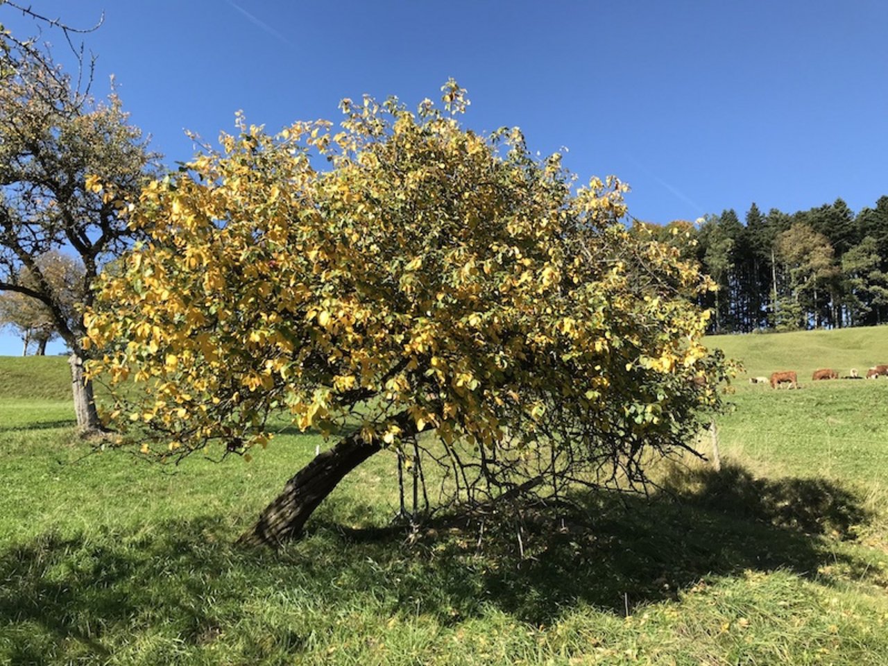 Während des Inventarisierungs-Projekts alter Quittenbäume entdeckte man einen 95 Jahre alten Baum und gab der Sorte den Namen Gyrenbader Quitte.