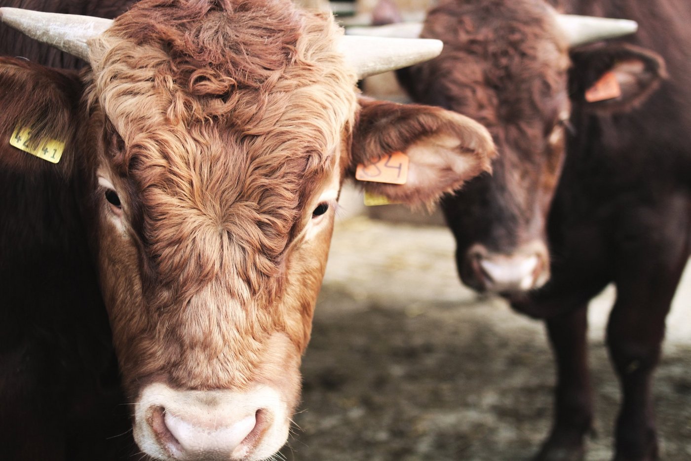 Wichtig für Tierwohl und Fleischqualität ist es, den Stress vor der Schlachtung möglichst niedrig zu halten. (Bild Agroscope)