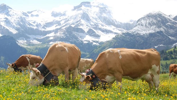 Eine Schweizer Kuh ohne Glocke ist eher undenkbar: Forscher sagen jetzt aber, die Tiere würden unter den Glocken leiden. (Bild: Peter Fankhauser)