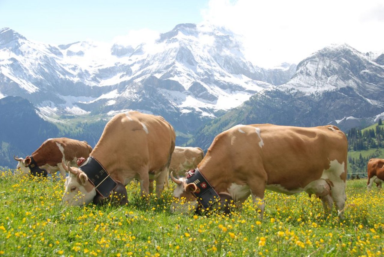 Eine Schweizer Kuh ohne Glocke ist eher undenkbar: Forscher sagen jetzt aber, die Tiere würden unter den Glocken leiden. (Bild: Peter Fankhauser)