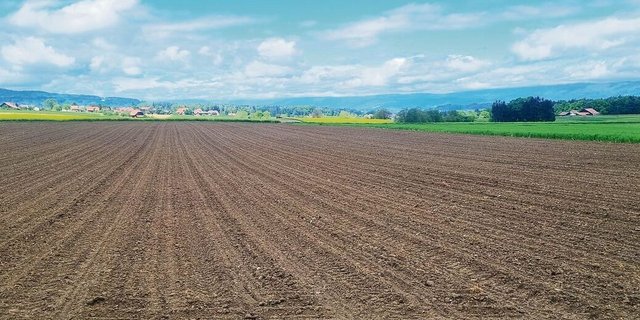 Den Mais konnte Andy Jenni letzte Woche per Mulchsaat in den Boden bringen.
