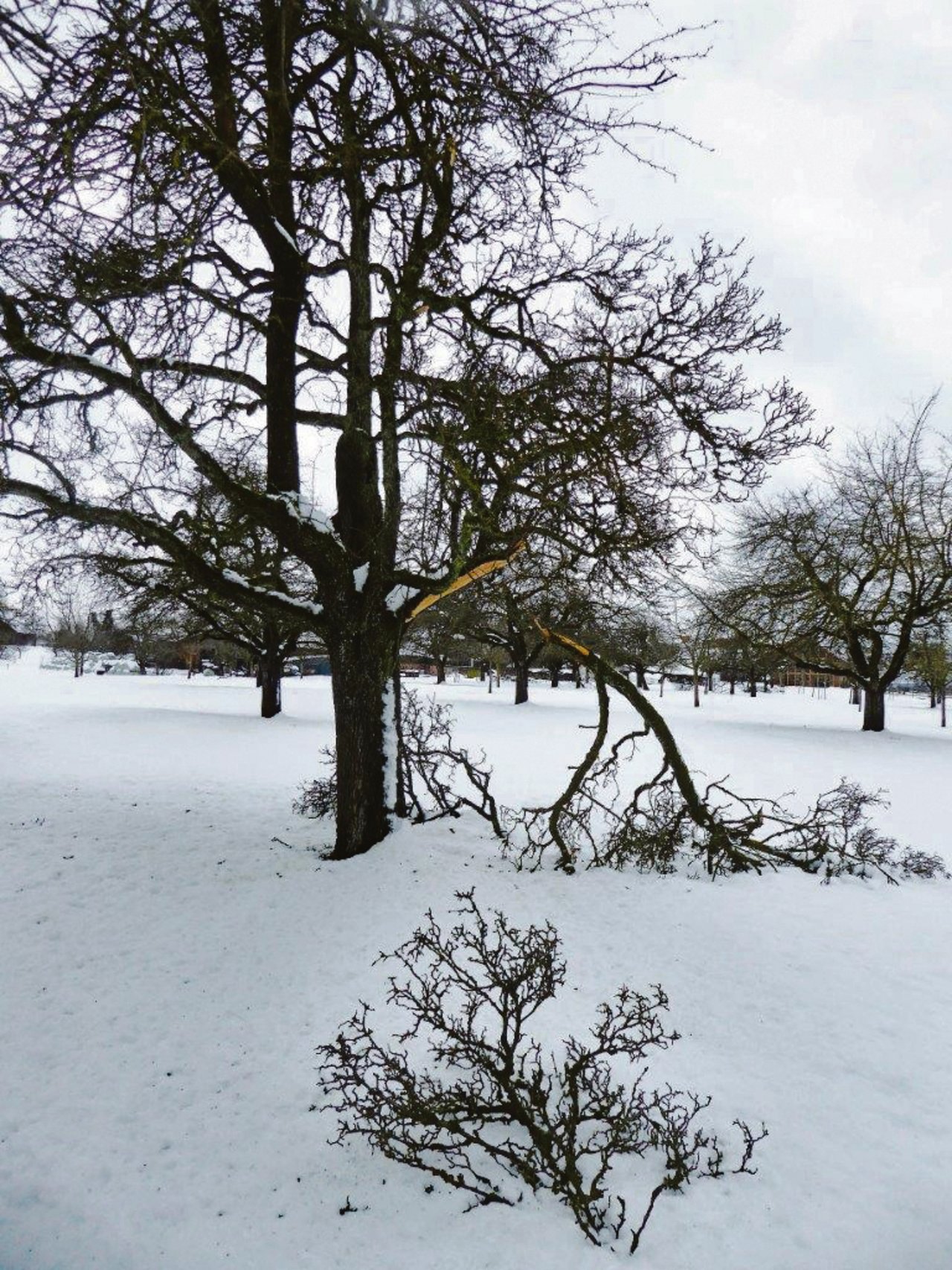 Morsche Äste von Hochstamm-Obstbäumen können durch schwere Schneemassen abbrechen.(Bild Hagen Thoss)