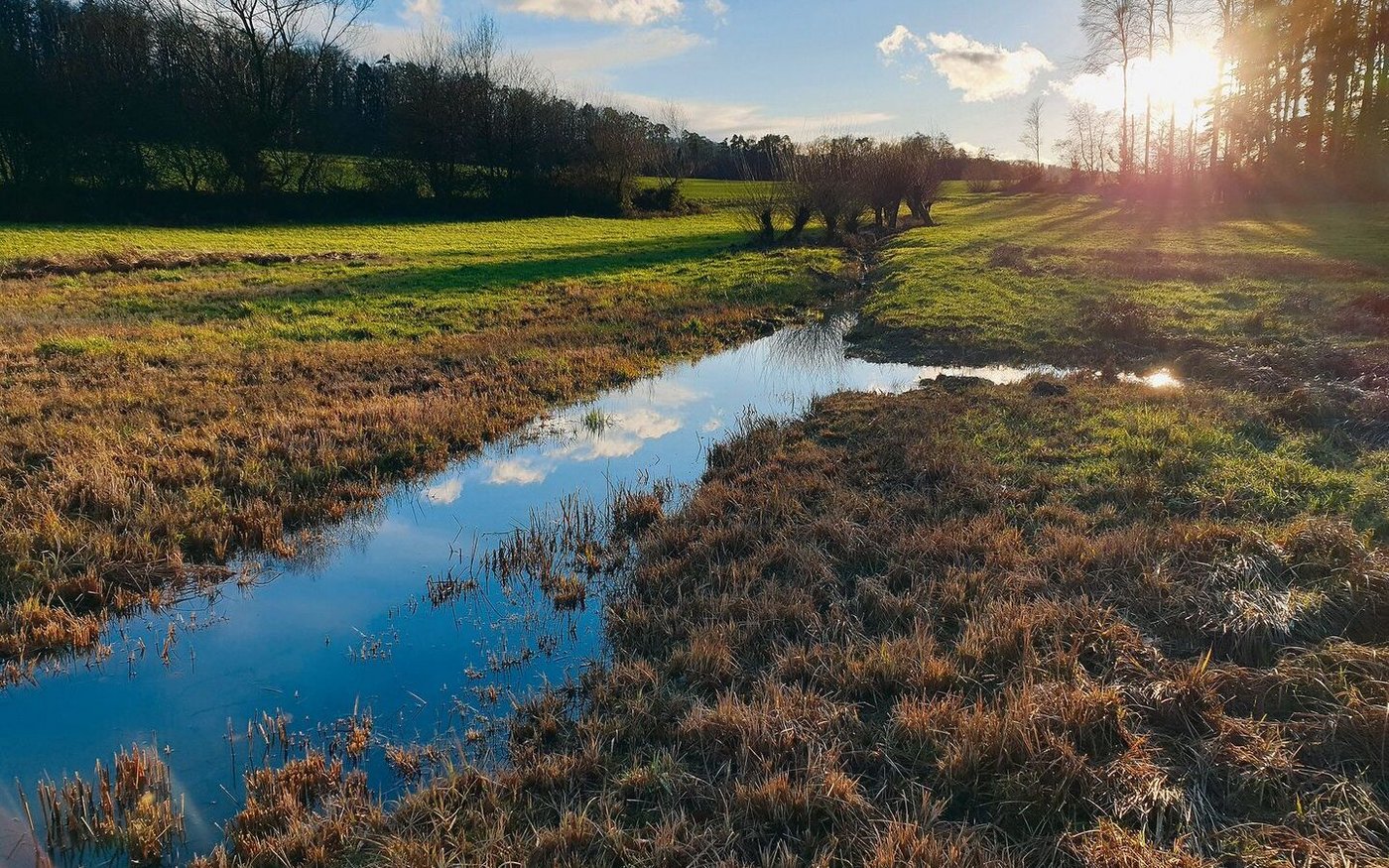 Diese Fläche bei Hausen im Aargau ist wertvoll für Biodiversität, Nahrungsmittel werden anderswo produziert. Im Kanton sollen mehr Feuchtgebiete entstehen.