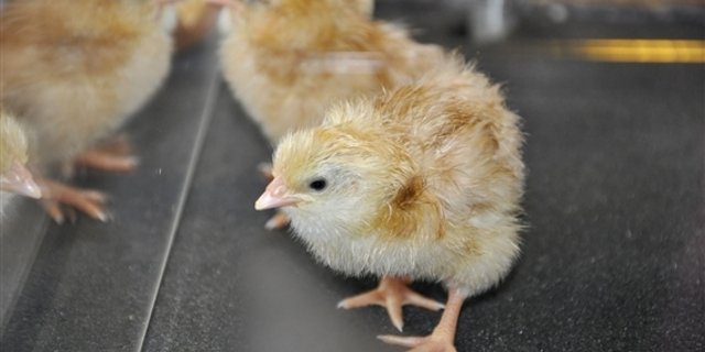 Männliche Küken werden in Brütereien meist gleich direkt nach dem Schlüpfe getötet. (Symbolbild Havly/pixelio.de) 