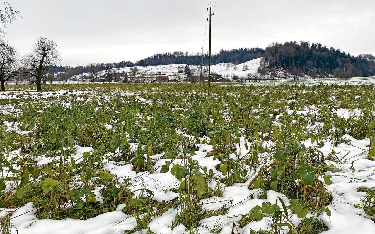 Hier kommen demnächst die Schweine rein. Eine Gründüngung vor einer Beweidung durch die Schweine des Hofs Biseggmatte. 