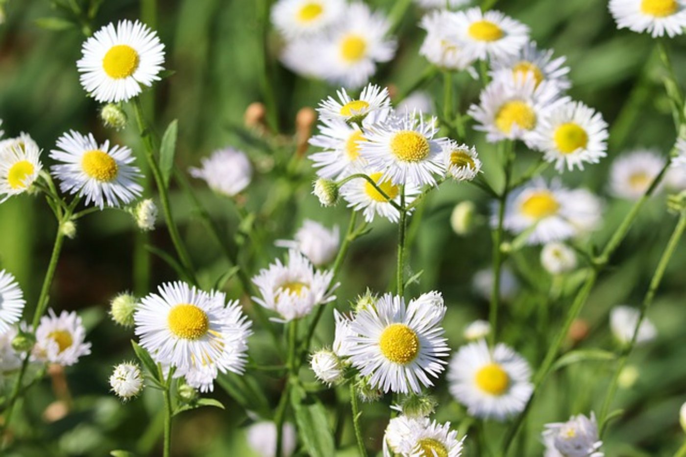 Das Einjährige (im Bild) und das Kandasiche Berufkraut sind beide invasiv. (Bild Pixabay)