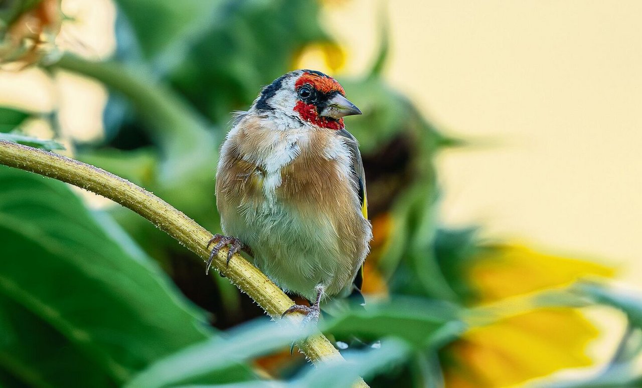 Verglichen mit anderen Vogelarten sind diese Finken weniger territorial und gerne im Schwarm unterwegs.