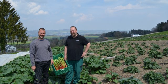Stefan Füglister und Thomas Lehner im Rhabarberfeld (Bilder Daniel Thür)