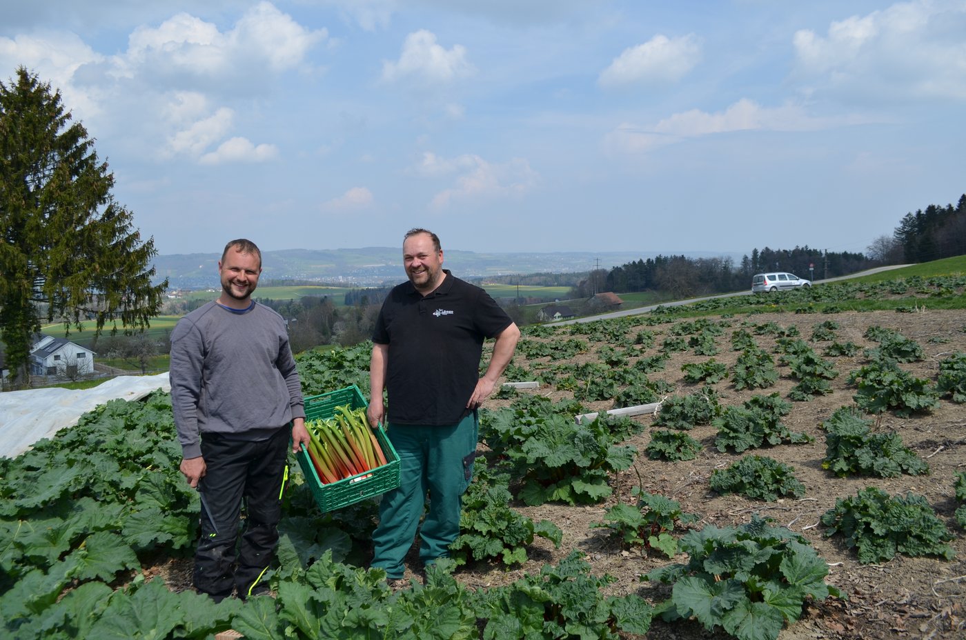 Stefan Füglister und Thomas Lehner im Rhabarberfeld (Bilder Daniel Thür)