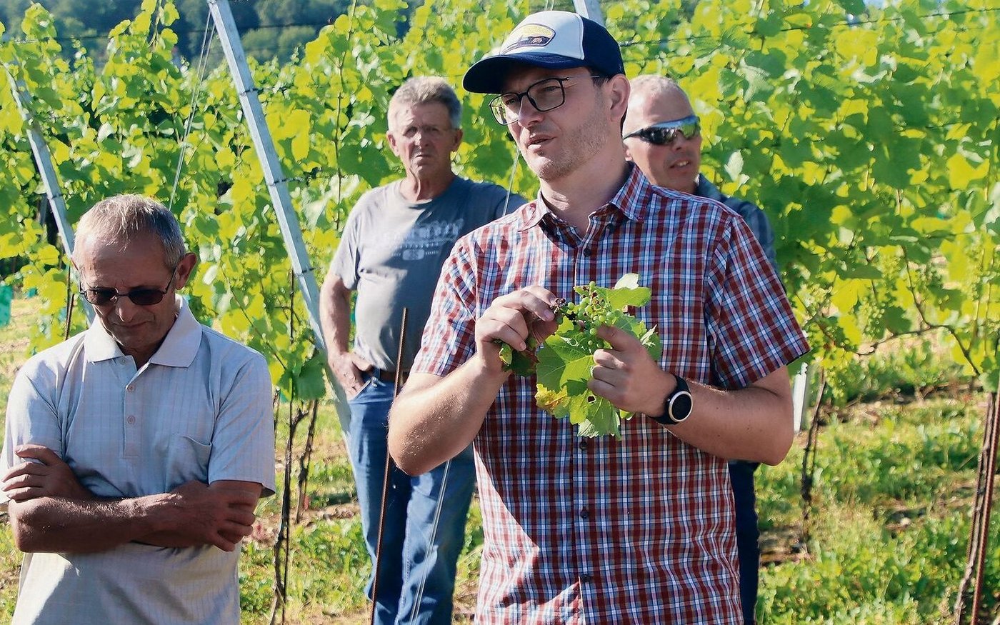 Michael Gölles zeigte auf, dass Piwi-Sorten  oftmals nicht resistent gegen Krankheiten sind – mit Ausnahme des Falschen und des Echten Mehltaus.