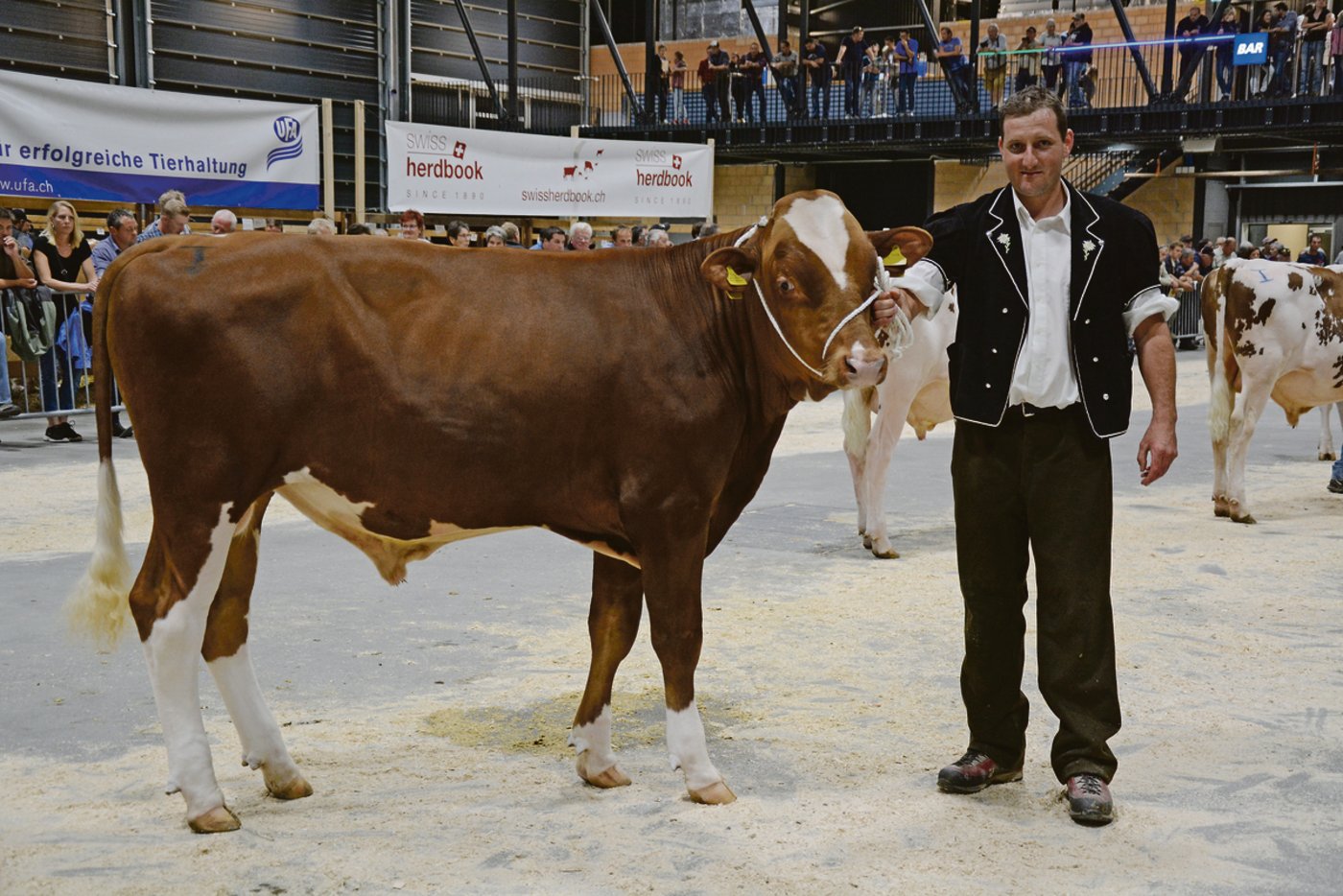 CR7 (was für Fussballspieler Cristiano Ronaldo steht) ist Mister Stierkalb SF.  Er gehört Samuel und Ueli Künzi, Blausee-Mitholz.