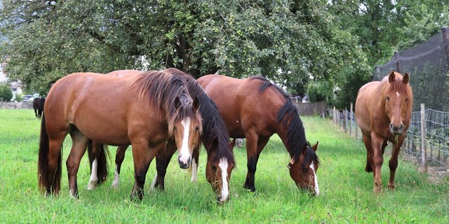 Ein normaler Parasitenbefall sei für Pferde nicht existenzbedrohend, sagte Tierarzt Hubertus Hertzberg am Strickhof Pensionspferde-Tag.Bild: Ruth Aerni