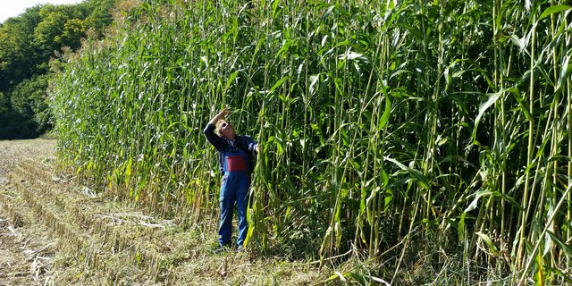 Mutterkuhhalter Stefan Zumsteg vor seinem 4 Meter hohen Silosorghum. Seit 5 Jahren baut er diesen anstelle von Silomais an. Silosorghum wird nach der Ernte dem Grasilo oder Heu beigemischt. (Bild zVG)