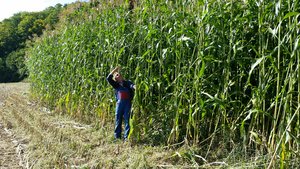 Mutterkuhhalter Stefan Zumsteg vor seinem 4 Meter hohen Silosorghum. Seit 5 Jahren baut er diesen anstelle von Silomais an. Silosorghum wird nach der Ernte dem Grasilo oder Heu beigemischt. (Bild zVG)