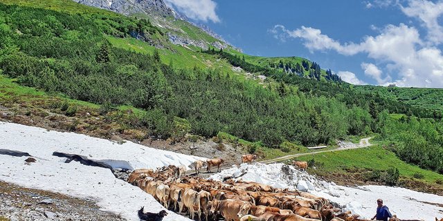 Auf der Alp Fasons verbringen rund 124 Milchkühe und 55 bis 60 Alpschweine den Sommer. (Bilder Melanie Hertner)
