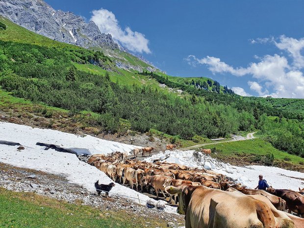 Auf der Alp Fasons verbringen rund 124 Milchkühe und 55 bis 60 Alpschweine den Sommer. (Bilder Melanie Hertner)