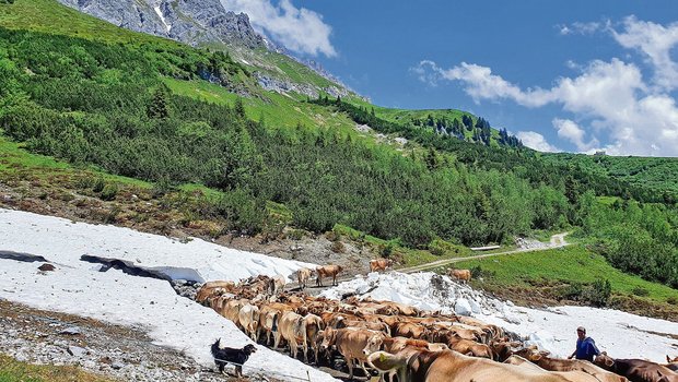 Auf der Alp Fasons verbringen rund 124 Milchkühe und 55 bis 60 Alpschweine den Sommer. (Bilder Melanie Hertner)